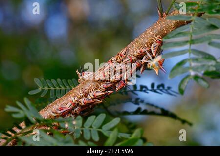 Thorn Treehoppers, Umbonia crassicornis, assemblato e alimentare su un ramo di artiglio di gatti di fagiolo nero. Foto Stock