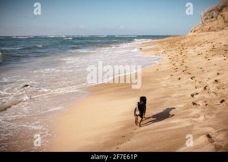 Piccolo cane che cammina lungo la riva del mare su un luminoso Hawaiano giorno Foto Stock