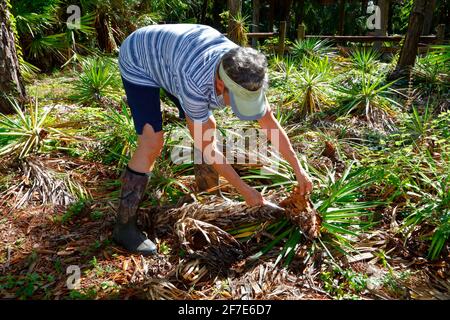 agave snout weevil, Sciphophorus agopunctatus, infestazione su baionetta spagnola esaminato da un ricercatore. Foto Stock