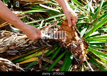 agave snout weevil, Sciphophorus agopunctatus, infestazione su baionetta spagnola esaminato da un ricercatore. Foto Stock