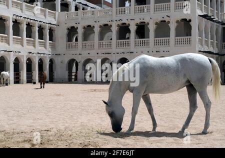 Cavallo Arabico presso le scuderie di cavalli reali Souq Waqif Foto Stock