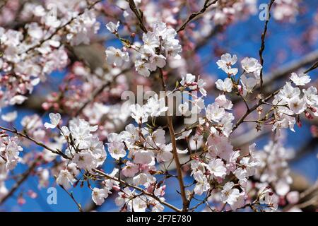 Fiori di Ciliegio in piena fioritura Foto Stock
