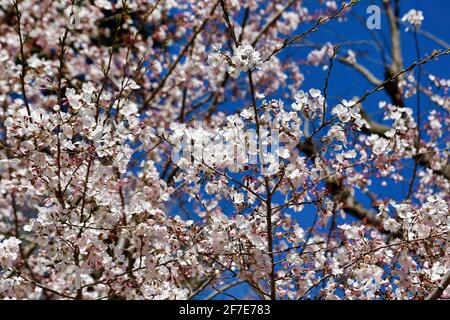 Fiori di Ciliegio in piena fioritura Foto Stock