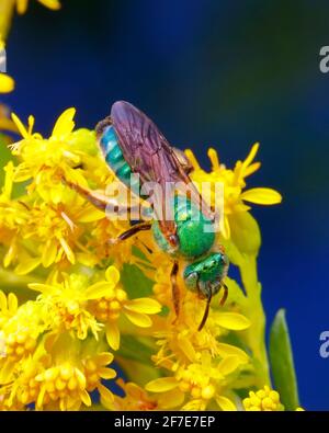 Una bee di Sweat, Augochlora sp, foraging sul goldenrod. Foto Stock