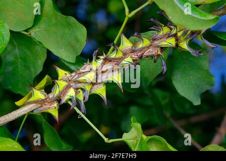 Thorn Treehoppers, Umbonia crassicornis, montato e alimentato su un ramo di albero di cerchietto nero di artiglio gatto. Foto Stock