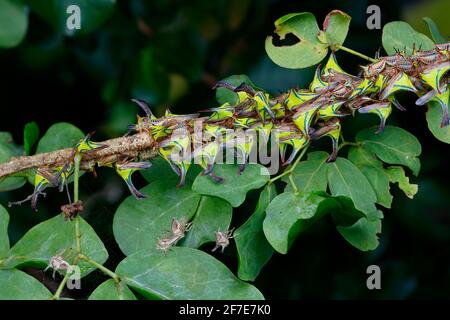 Le tramogge di piante di Thorn sono assemblate su un albero di artiglio di gatti di fagiolo nero Foto Stock