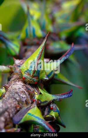 Thorn Treehoppers, Umbonia crassicornis, montato e alimentato su un ramo di albero di cerchietto nero di artiglio gatto. Foto Stock