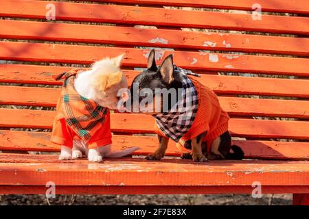Due cani Chihuahua su una panchina di legno arancione. Cane Chihuahua in abiti e cucciolo chihuahua in abiti. I cani si sniffano l'un l'altro Foto Stock