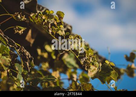 Vitigno e foglie sul bordo di un tetto di legno con un cielo blu come sfondo. Dettaglio di una foglia di vino, primo piano. Foto Stock