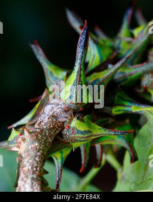 Thorn Treehoppers, Umbonia crassicornis, montato e alimentato su un ramo di albero di cerchietto nero di artiglio gatto. Foto Stock