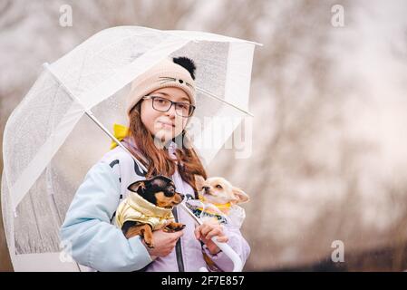 Bella ragazza con due cani chihuahua sulla natura. Una ragazza adolescente e due cani vestiti di piccole razze in tempo piovoso sotto un ombrello. Cucciolo e cane adulto Foto Stock