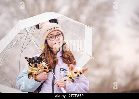 Bella ragazza con due cani chihuahua sulla natura. Una ragazza adolescente e due cani vestiti di piccole razze in tempo piovoso sotto un ombrello. Cucciolo e cane adulto Foto Stock