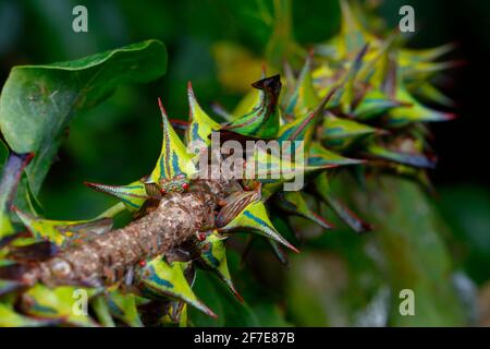 Thorn Treehoppers, Umbonia crassicornis, montato e alimentato su un ramo di albero di cerchietto nero di artiglio gatto. Foto Stock