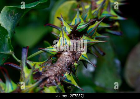 Thorn Treehoppers, Umbonia crassicornis, montato e alimentato su un ramo di albero di cerchietto nero di artiglio gatto. Foto Stock