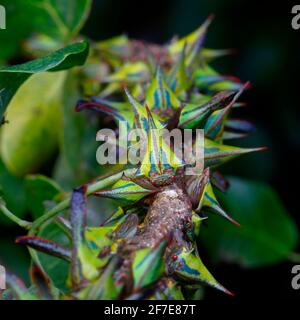 Thorn Treehoppers, Umbonia crassicornis, montato e alimentato su un ramo di albero di cerchietto nero di artiglio gatto. Foto Stock