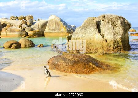 Boulder Beach paesaggio. Un pinguino passeggiate tra la pietra di granito di Boulder Beach natura e riserva vicino a Simon's Town e Città del Capo sulla penisola del Capo Foto Stock