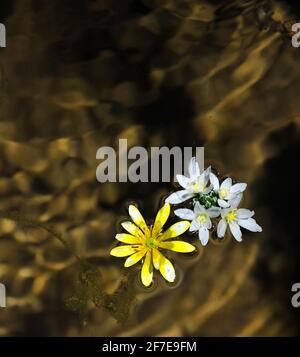 Outside Natur/Wild and Landscape Photoshooting / in der Natur eingefangene Momente Foto Stock