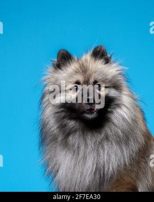 Ritratto di divertente lupo grigio spitz su sfondo blu. Keeshond cane purebred. Foto Stock
