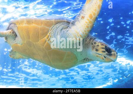 Primo piano di una tartaruga verde nel mare blu. Chelonia Mydas specie che vivono in mari tropicali e subtropicali in tutto il mondo. Famiglia Cheloniidae Foto Stock