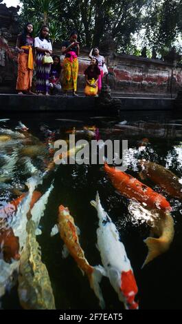 Pesci Koi nello stagno nel tempio Tirta Emcul a Bali, Indonesia. Foto Stock