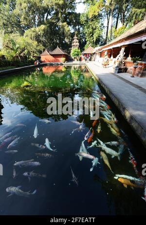 Pesci Koi nello stagno nel tempio Tirta Emcul a Bali, Indonesia. Foto Stock