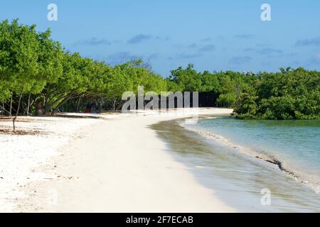 Foreste di mangrovie intorno alla spiaggia di Tortuga Bay, Isola di Santa Cruz, Ecuador Foto Stock