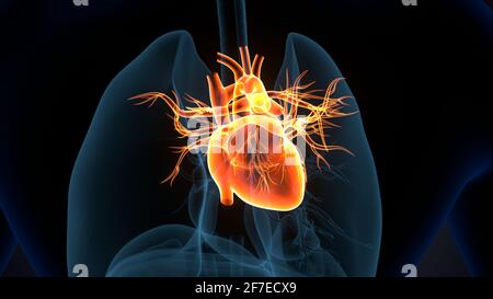illustrazione 3d dell'anatomia cardiaca dell'organo del corpo umano. Foto Stock