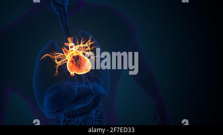 rendering 3d dell'anatomia cardiaca del corpo umano maschile. Foto Stock