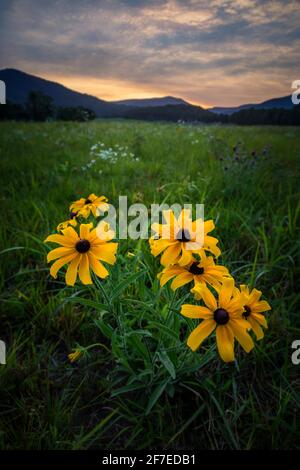 Fiori selvatici in un campo alla periferia del Parco Nazionale di Shenandoah in serata. Foto Stock