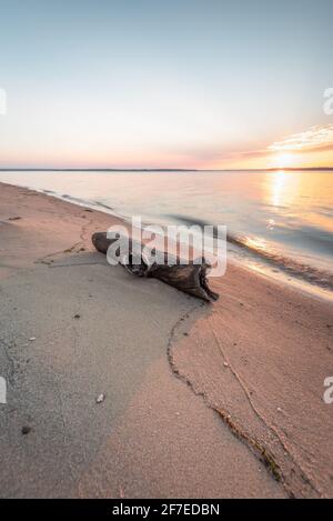 Un pezzo di driftwood lavato a riva lungo il fiume Potomac al Leesylvania state Park nel nord della Virginia all'alba. Foto Stock