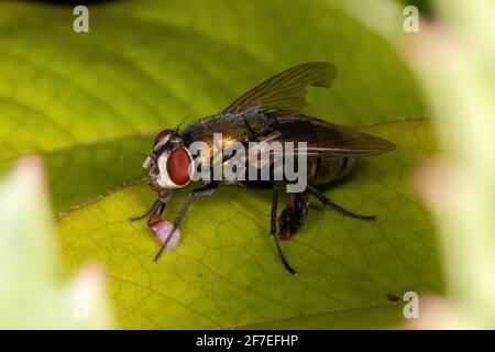 Mosca di pecora australiana della specie Lucilia cuprina Foto Stock