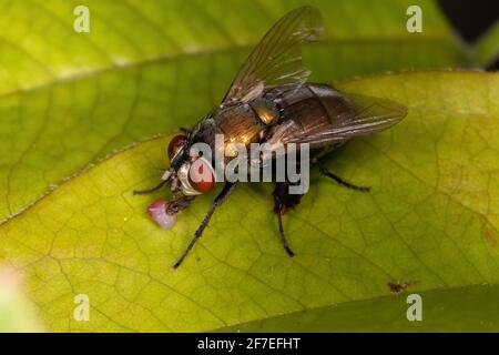 Mosca di pecora australiana della specie Lucilia cuprina Foto Stock