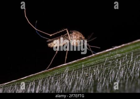 Zanzare Culicine adulte del genere Culex Foto Stock