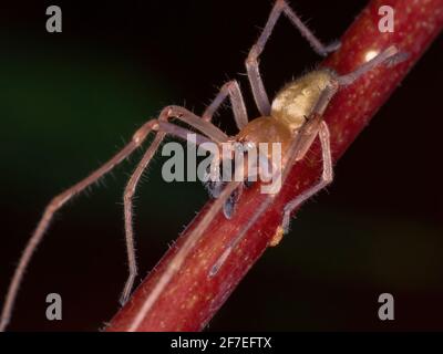 Ragno agrario SAC della specie Cheiracanthium inclusum Foto Stock