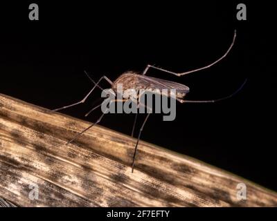 Zanzare Culicine adulte del genere Culex Foto Stock