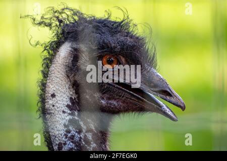 uem della specie Dromaius novaehollandiae, il secondo uccello vivente per altezza Foto Stock