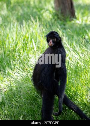 Scimmietta nera della specie Ateles chamek Foto Stock