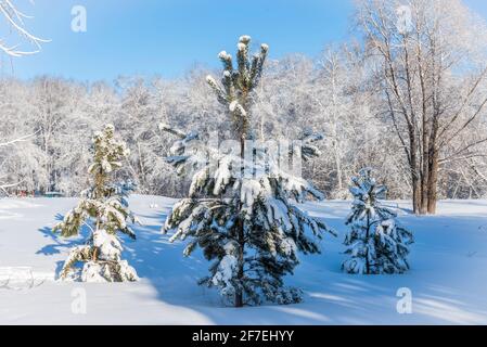 Tre piccoli alberi di abete rosso in una radura in inverno foresta Foto Stock