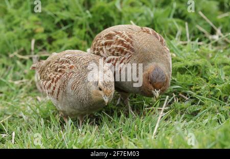 Un paio di rari Gray Partridge, Perdix perdix, che si nutrono in un campo nel Regno Unito. Foto Stock