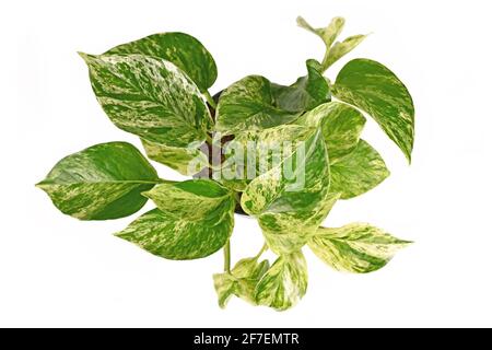 Vista dall'alto della pianta tropicale 'Epipremnum Aureum Marble Queen' isolata su sfondo bianco Foto Stock