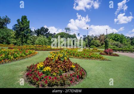 Mostra di fiori estivi presso i Giardini Botanici della Citta' di Brisbane, Brisbane, Queensland, Australia Foto Stock