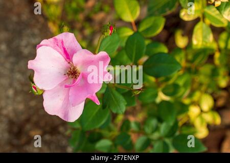 le rose selvatiche sono gli arbusti utilizzati tradizionalmente per produrre perline di rosario, che provengono dal latino rosarium, "roseto". I fiori sono commestibili Foto Stock