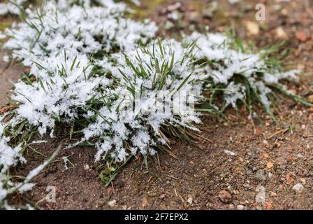 Lipsia, Germania. 07 aprile 2021. Neve fresca giace su ciuffi di erba. Qualche centimetro in più di neve è caduto in Sassonia durante la notte. Credit: Jan Woitas/dpa-Zentralbild/dpa/Alamy Live News Foto Stock