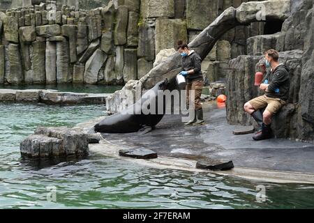 Praga, Repubblica Ceca - Maggio 11 2020: Lo zoo di Praga durante l'epidemia di Coronavirus covid-19, la mostra fur Seal e gli istruttori con maschera di protezione Foto Stock