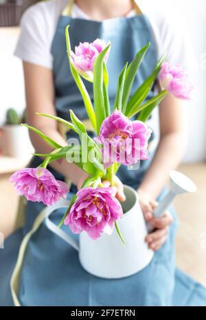 Un bouquet di bei tulipani rosa nelle mani di una ragazza in un grembiule. Foto Stock