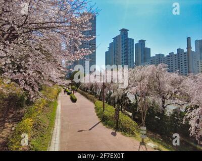 Fioritura di fiori di allegria a haeundae, Busan, Corea del Sud, Asia Foto Stock