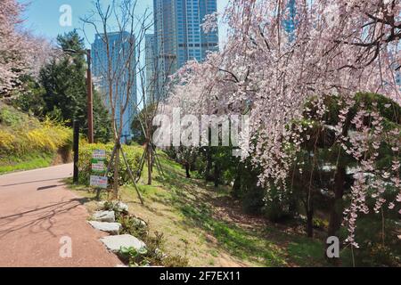 Fioritura di fiori di allegria a haeundae, Busan, Corea del Sud, Asia Foto Stock