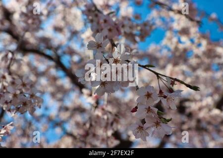 Fioritura di fiori di allegria a haeundae, Busan, Corea del Sud, Asia Foto Stock