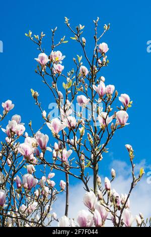 una magnolia in fiore contro un cielo blu Foto Stock