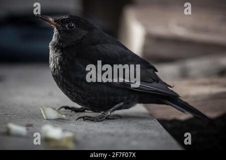 Un uccello nero seduto su un ripiano di cemento e guardando verso la fotocamera. Alcune mele appena tagliate di fronte al ricattolo. Uccello nero in posa. Foto Stock